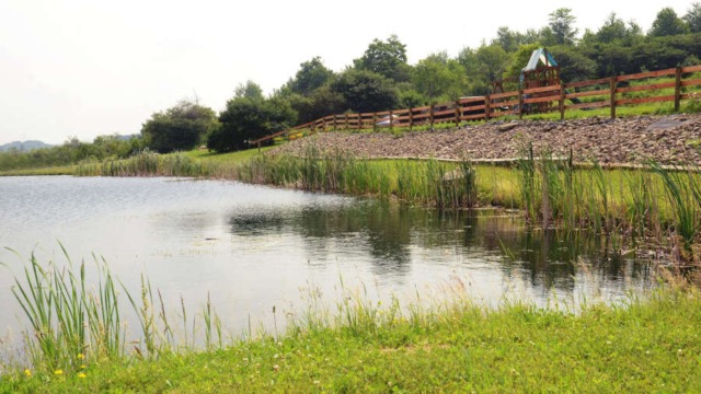 Fish at our stocked pond